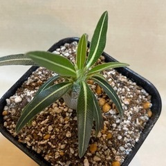 パキポディウム　カクチペス実生苗　の画像