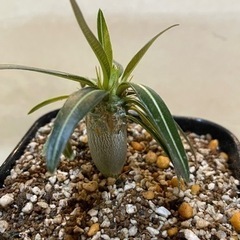 パキポディウム　カクチペス実生苗　