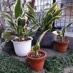 【お話し中】万年青差し上げます🌱