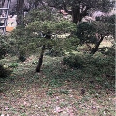 大山キャラ木、お譲りします。の画像