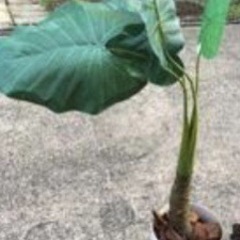 造花 ？ 観葉植物