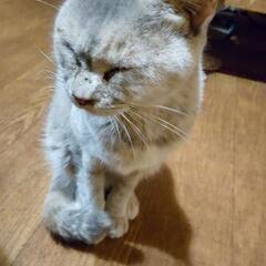 捨て猫保護してます