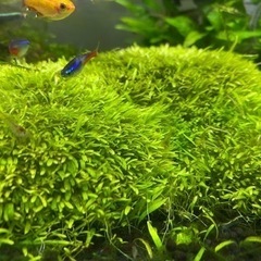 常時受付！ミナミヌマエビ🦐10匹〜おまけ有|ω･)و ̑̑༉の画像