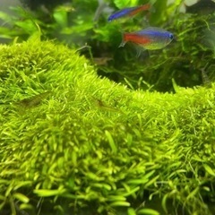 常時受付！ミナミヌマエビ🦐10匹〜おまけ有|ω･)و ̑̑༉