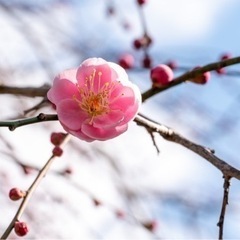 カメラ仲間募集です。 − 福岡県
