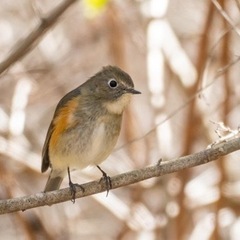 カメラ仲間募集です。 - メンバー募集