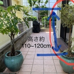 ②観葉植物🪴値段下げました！