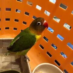 【解決！】ボタンインコ保護しました