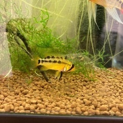 アピストグラマ　ビエジタのペアの画像