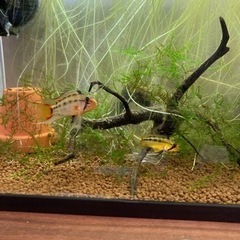 アピストグラマ　ビエジタのペアの画像