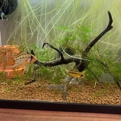 アピストグラマ　ビエジタのペアの画像