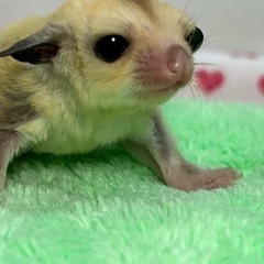 可愛いベビーのフクロモモンガ男の子❣️《商談中》
