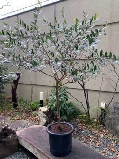 オリーブの木