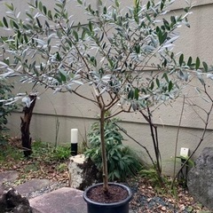 オリーブの木
