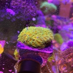 サンゴセット　5個体