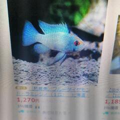 ブルーダイヤモンド・コバルトブルー・ラミレジィ300円熱帯魚の画像