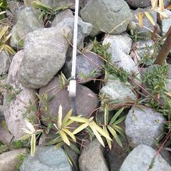 花壇の石積みに、ガーデニングに、庭石    お値段ご相談致します