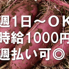 串良町有里【時給1000円★週払いOK】週4日OK！さつまいも工...