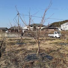 山の清掃作業や農作業を１日でも手伝ってくれますか？