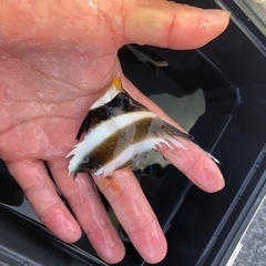 ミナミハタタテダイ