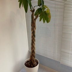 観葉植物　パキラ