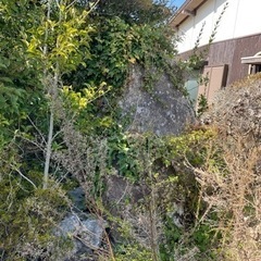 庭石無料でお譲りします！の画像