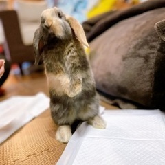 （お話し中）うさぎ ドロップイヤー 里親募集 チンチラと募集分けました