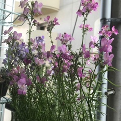 【園芸】花や植物が好きな方【ガーデニング】