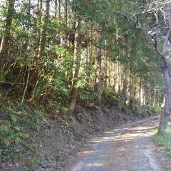 杉、ヒノキ、売ります★道路沿い