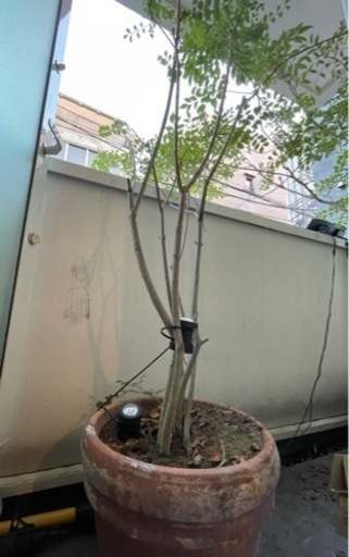 観葉植物　シマトネリコ