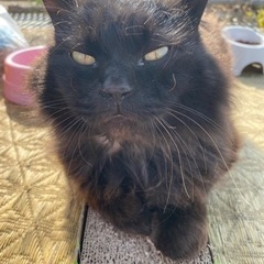 毛長 地域猫探しています。