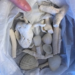 小さめの珊瑚、貝殻の画像