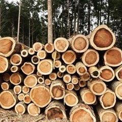 杉、ヒノキ買い取り致します。