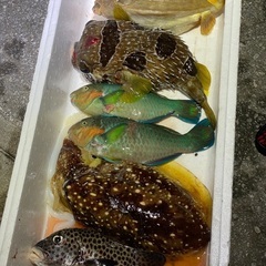 手銛　魚突き　スピアフィッシング　ダイビングの画像