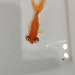 きんぎょ①