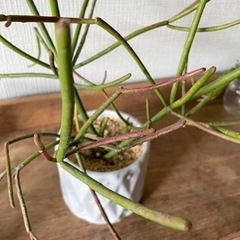 値引中！陶器鉢付き！配送可！おしゃれミルクブッシュ　多肉植物