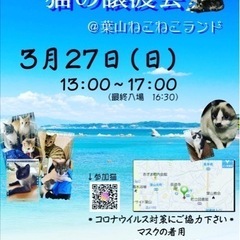 スリゴロ　シャム猫兄妹 - 里親募集