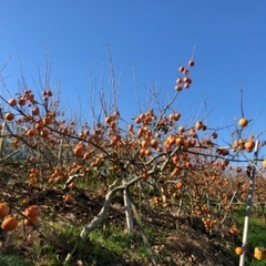 急募‼️柿の摘蕾、キウイフルーツの受粉作業🥝🌳時給1200円〜💡初心者、Wワーク大歓迎👍の画像
