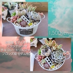 多肉寄せ植え❤️母の日のプレゼント🎁