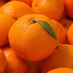 ハウスで育てたはるみみかん