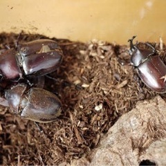 《お子様連れ限定》カブトムシ、クワガタの捕り方をお教えします一緒...