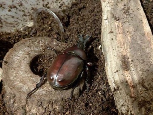 お子様連れ限定》カブトムシ、クワガタの捕り方をお教えします一緒に