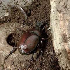 《お子様連れ限定》カブトムシ、クワガタの捕り方をお教えします一緒にスポットを周りませんか？の画像