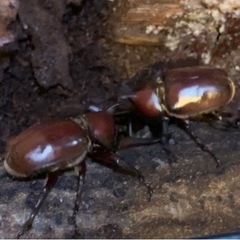 《お子様連れ限定》カブトムシ、クワガタの捕り方をお教えします一緒にスポットを周りませんか？の画像