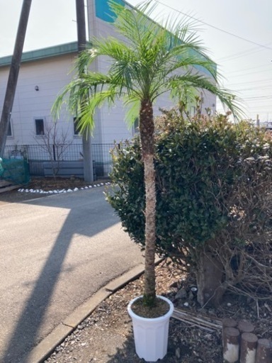 フェニックスロベレニー　大