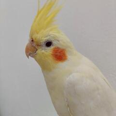 オカメインコを探しています