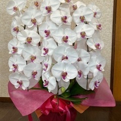 埼玉県手渡しのみ 胡蝶蘭 ホワイト 3本立て