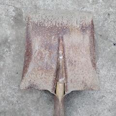 角スコの画像