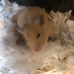 ハムスター赤ちゃん
