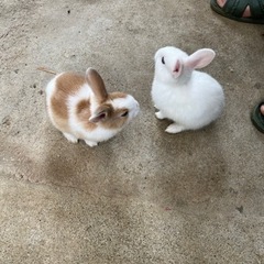 仔ウサギの里親を探しています。